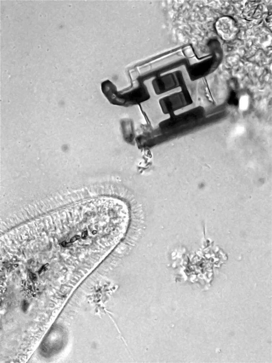 日本新研究：用微生物驱动微型机械