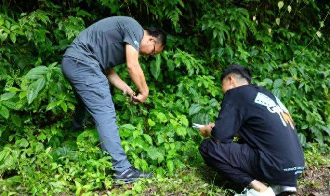 广西发现蕨类植物新物种腺毛贯众