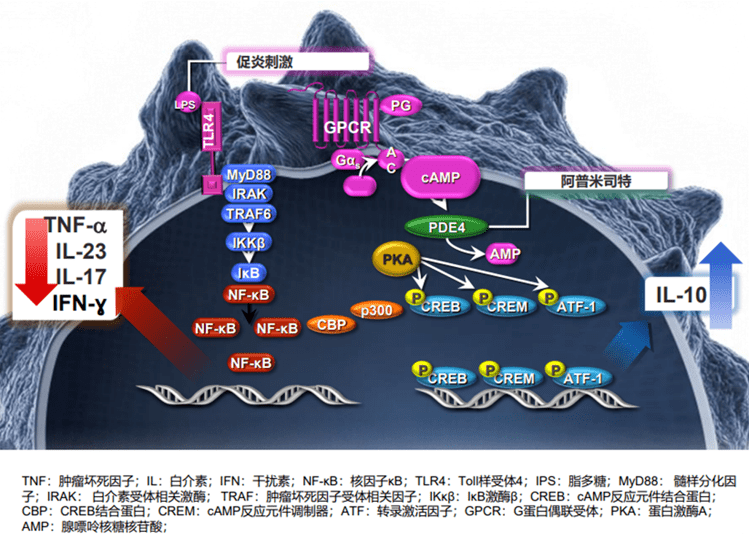 力生制药(002393.SZ)：化学原料药阿普米司特通过上市许可申请