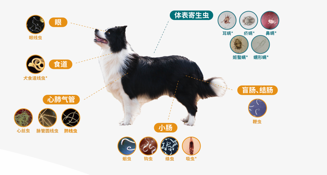 海正动保亮相2025亚宠展 以“全球化精品国药”驱动国产宠物药创新进阶