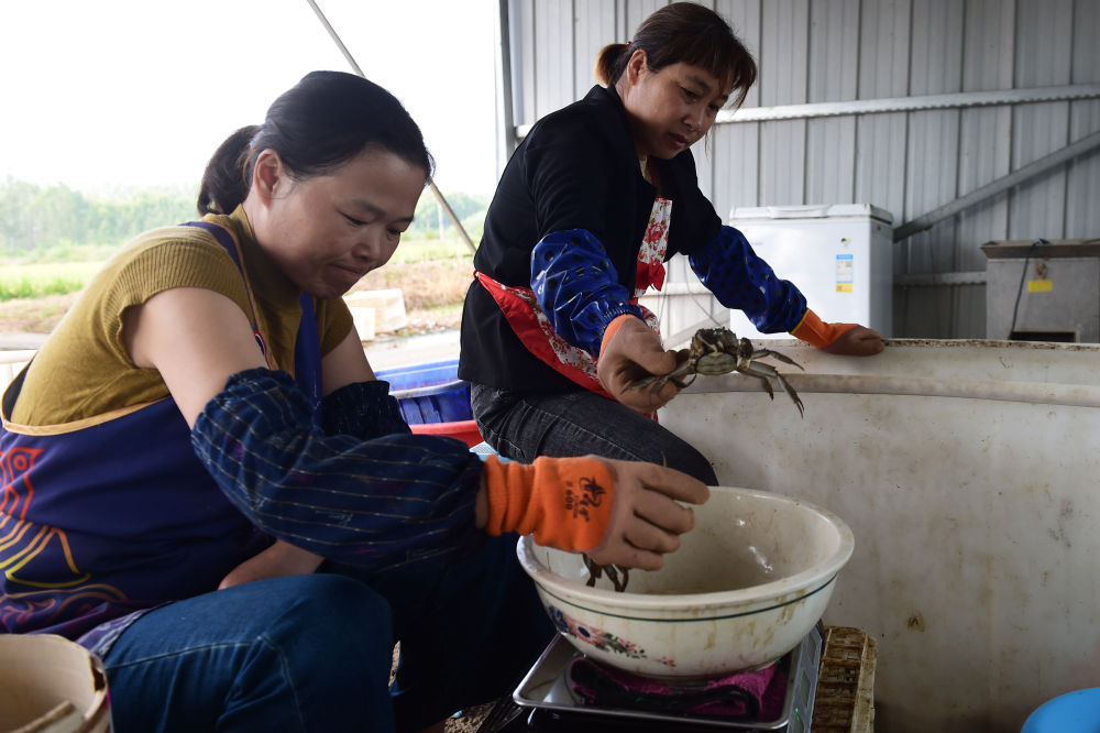 中国援助毛里塔尼亚畜牧业技术示范项目荣获全球最佳减贫案例