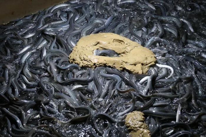 天马科技：2025年公司鳗鱼累计出池约1.87万吨