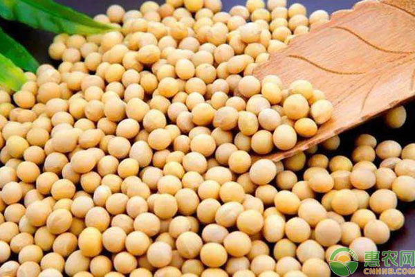 大豆概念涨2.03%,主力资金净流入6股