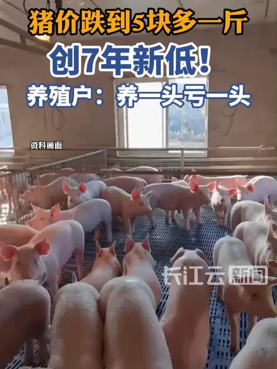 猪价跌至近7年新低 中小养殖户何去何从？