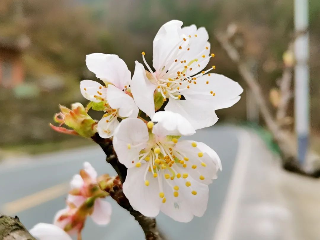 星空有约丨春暖花开之际，天琴座流星雨将迎来极大