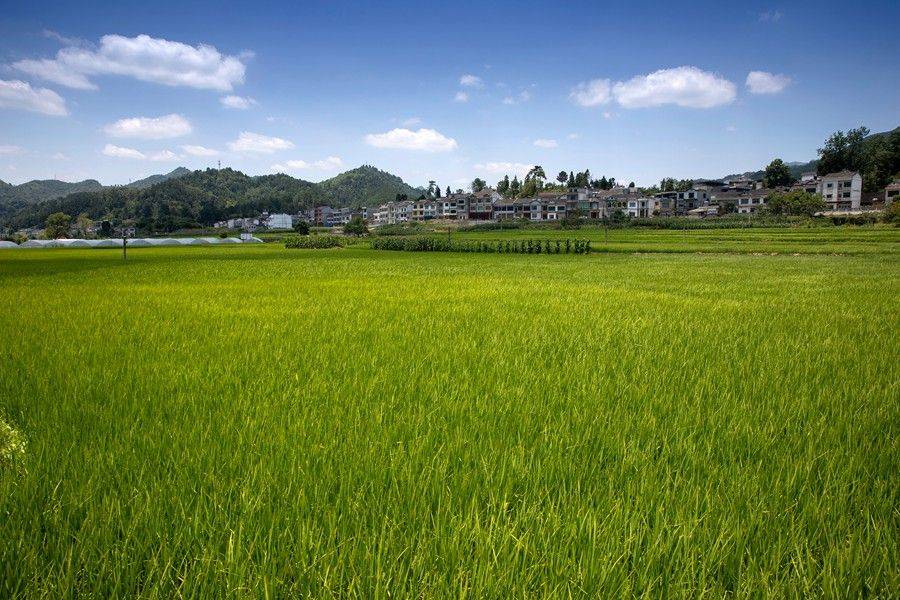 吉林延边州:棚膜经济激活乡村振兴新动能